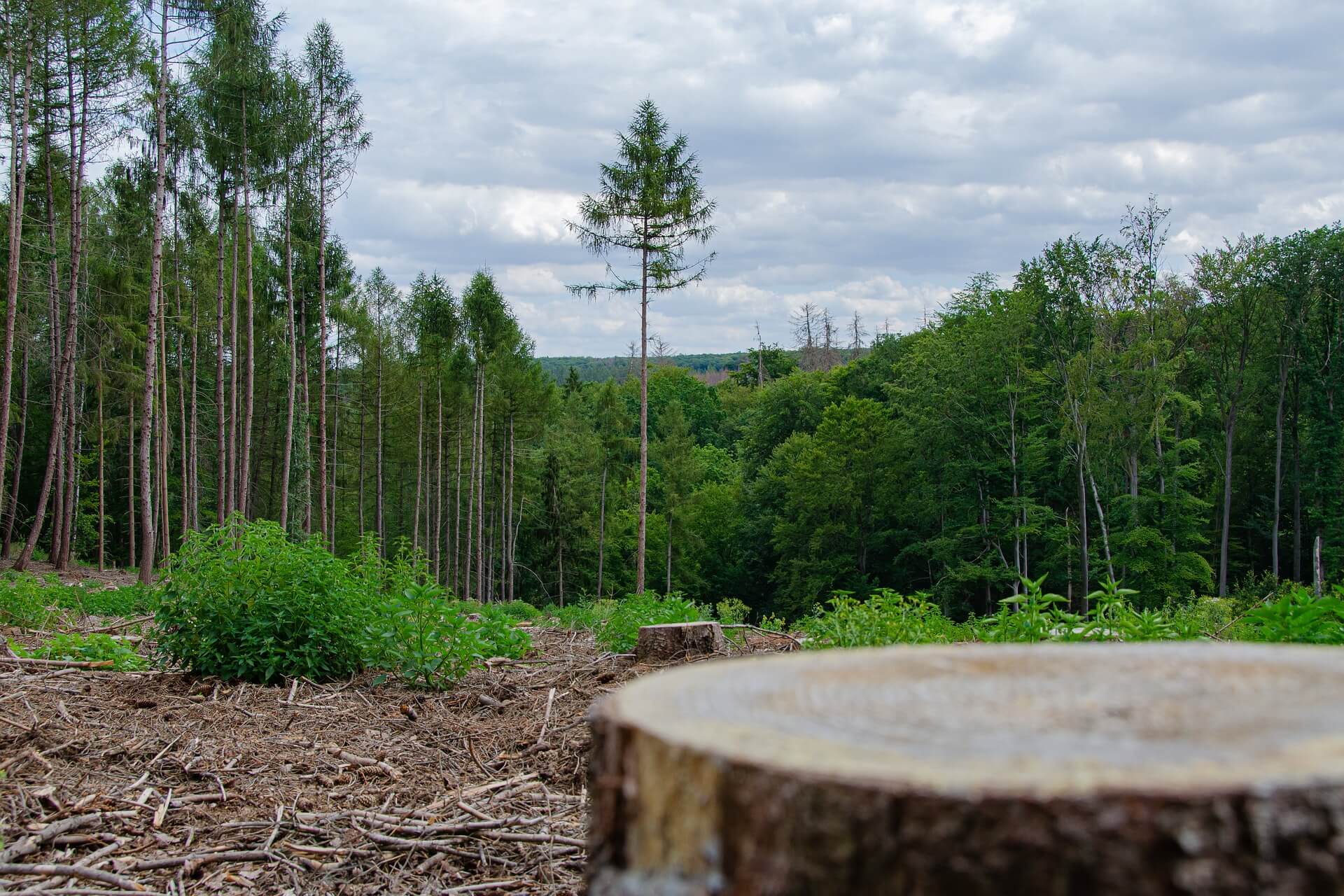 Ein teilweise abgeholzter Wald