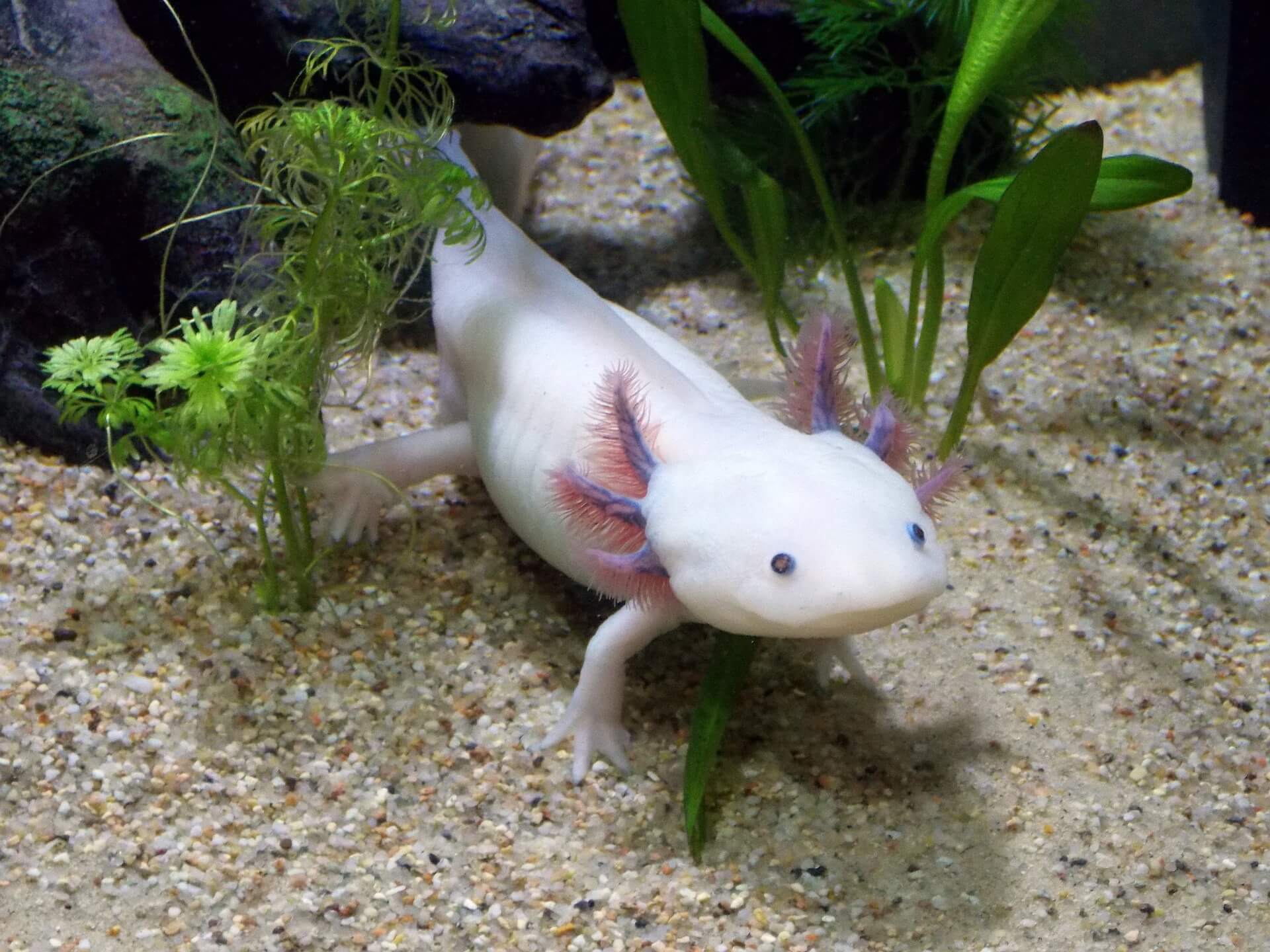 ein weißer Axolotl mit bläulichen Augen und einem vermeintlichen Lächeln